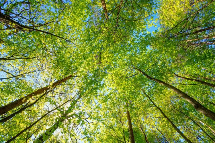 A canopy of tall trees with sun shining through